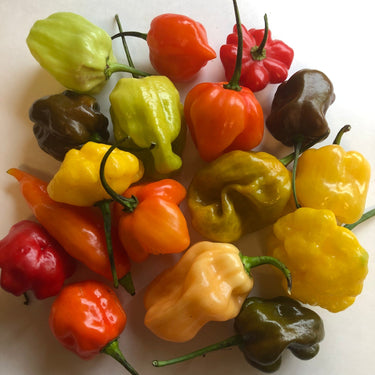 Fresh Habanero/Scotch Bonnet Peppers - Mixed Box: Red, Orange, Chocolate, Peach, etc